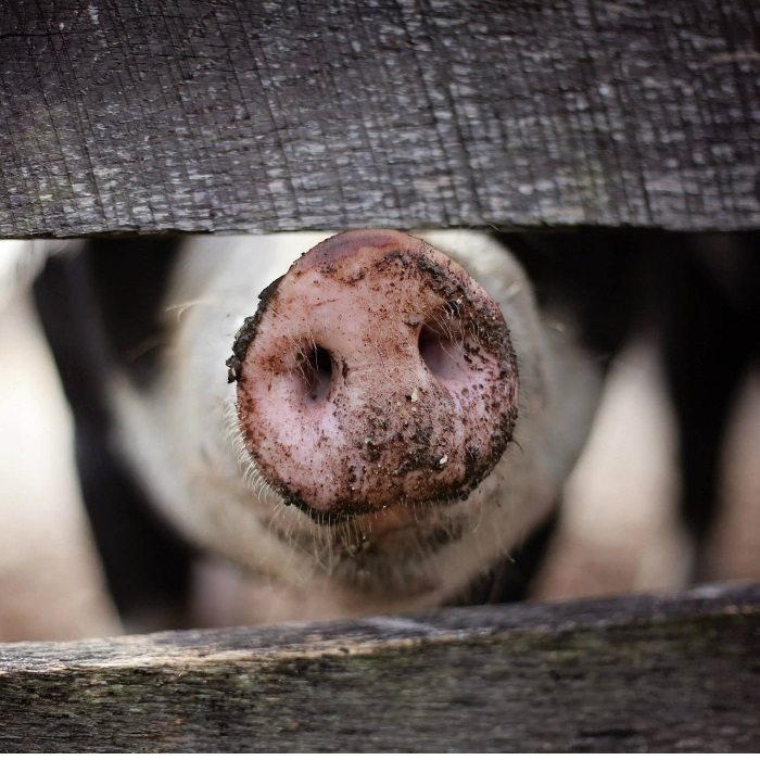 Plus werkt in korte ketens samen met 1 ster Beter leven varkensboeren